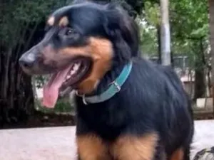Cachorro raça Vira lata idade 7 a 11 meses nome Thor