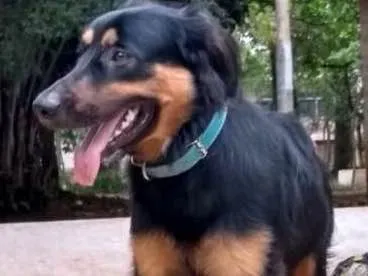Cachorro ra a Vira lata idade 7 a 11 meses nome Thor