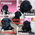 Filhotes