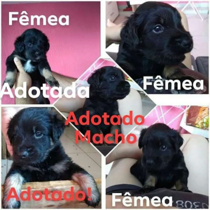 Cachorro ra a SRD idade Abaixo de 2 meses nome Filhotes