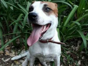 Cachorro raça Mestiça pit com vira-lata  idade 2 anos nome Pandora 