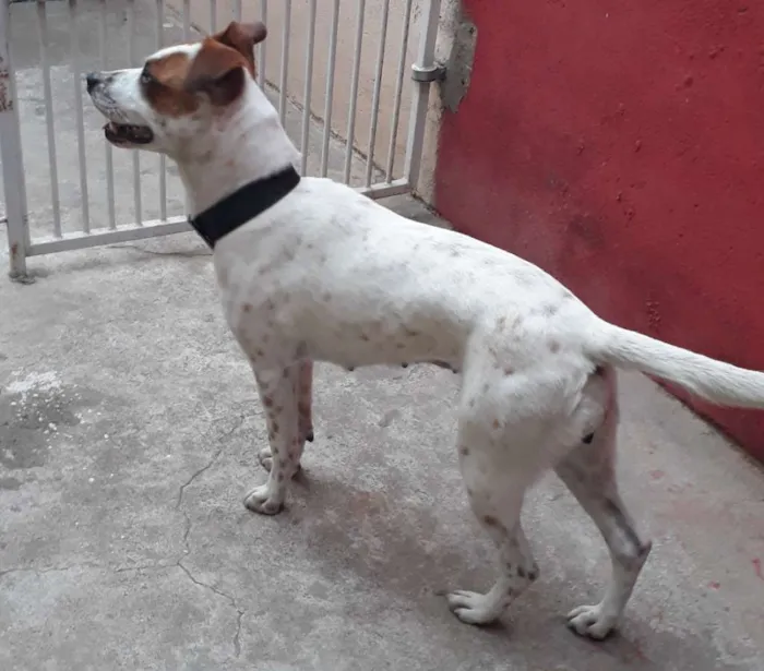 Cachorro ra a Mestiça pit com vira-lata  idade 2 anos nome Pandora 
