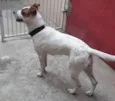 Pandora