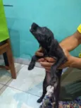 Perola