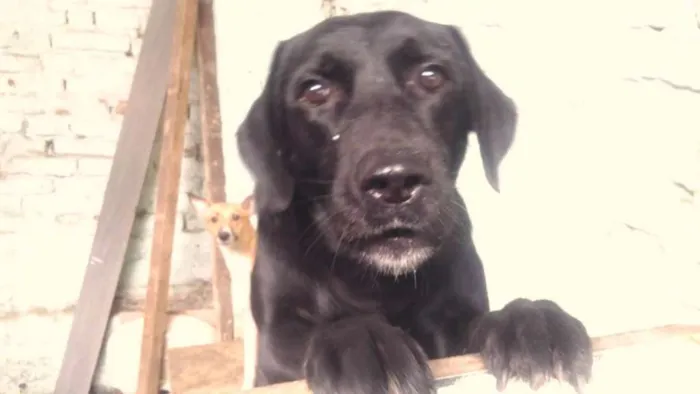 Cachorro ra a Mestiça idade 2 anos nome Dola