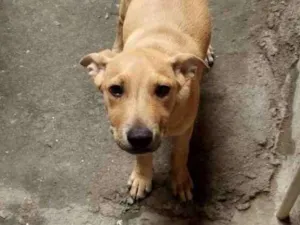 Cachorro raça Vira Lata  idade 2 a 6 meses nome Valentim