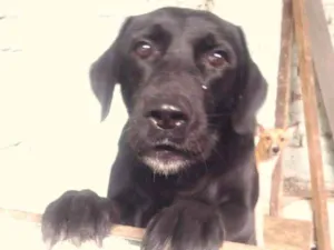 Cachorro raça Mestiça idade 2 anos nome Dola