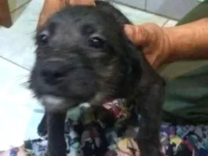 Cachorro raça Mista idade 2 a 6 meses nome Perola
