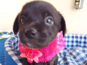 Cachorro raça vira latas idade Abaixo de 2 meses nome Menininhas