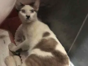 Gato raça SRD idade 1 ano nome Bela