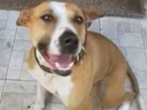Cachorro raça SRD idade 2 anos nome Princesa