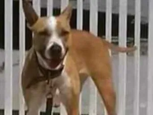 Cachorro raça SRD idade 2 anos nome Princesa