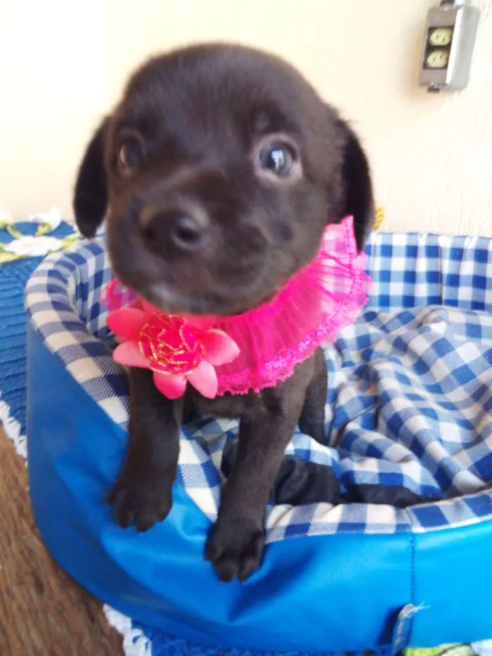 Cachorro ra a vira latas idade Abaixo de 2 meses nome Menininhas