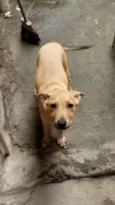 Valentim