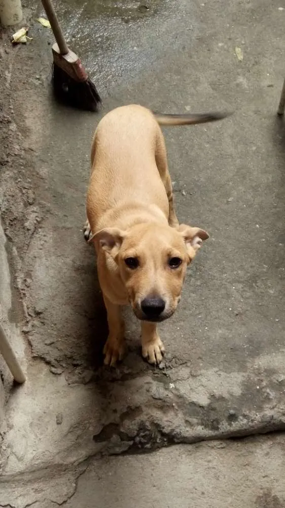 Cachorro raça Vira Lata  idade 2 a 6 meses nome Valentim