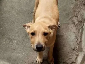 Cachorro raça Vira Lata  idade 2 a 6 meses nome Valentim