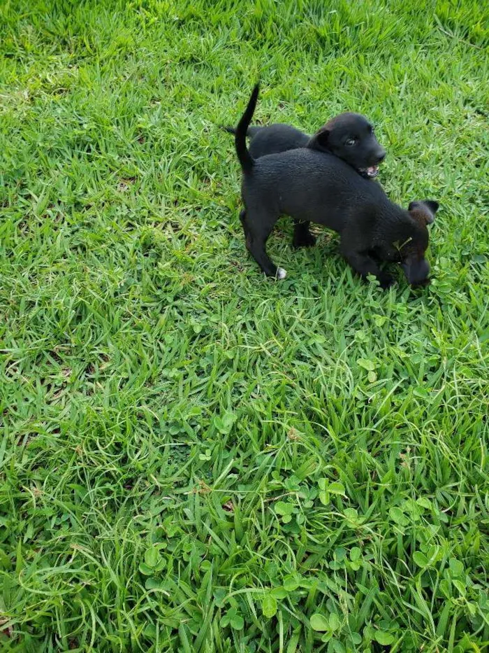 Cachorro ra a Cofap com boder colle idade 2 a 6 meses nome Sem nome