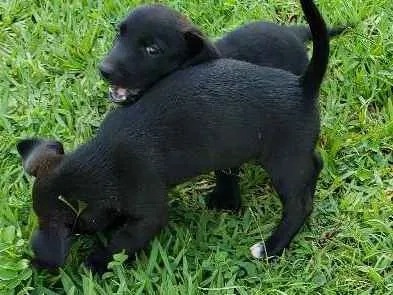 Cachorro ra a Cofap com boder colle idade 2 a 6 meses nome Sem nome