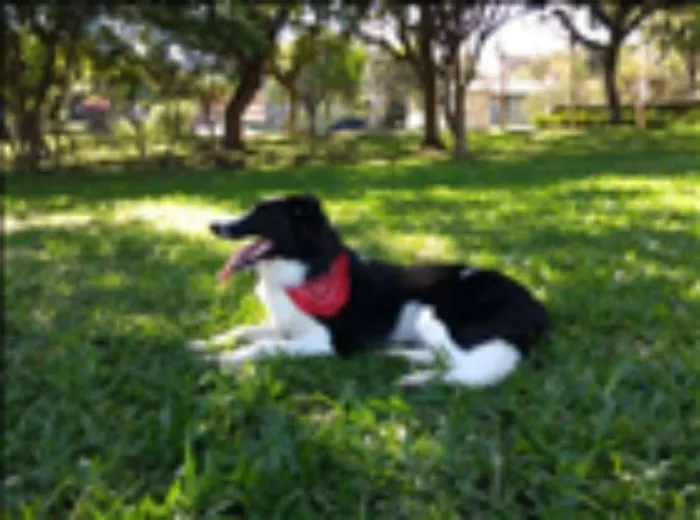 Cachorro ra a Border collie idade 1 ano nome Eagle