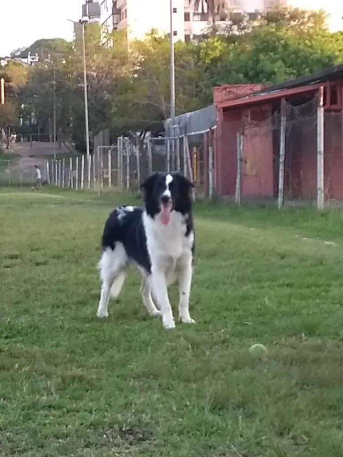 Cachorro ra a Border collie idade 1 ano nome Eagle