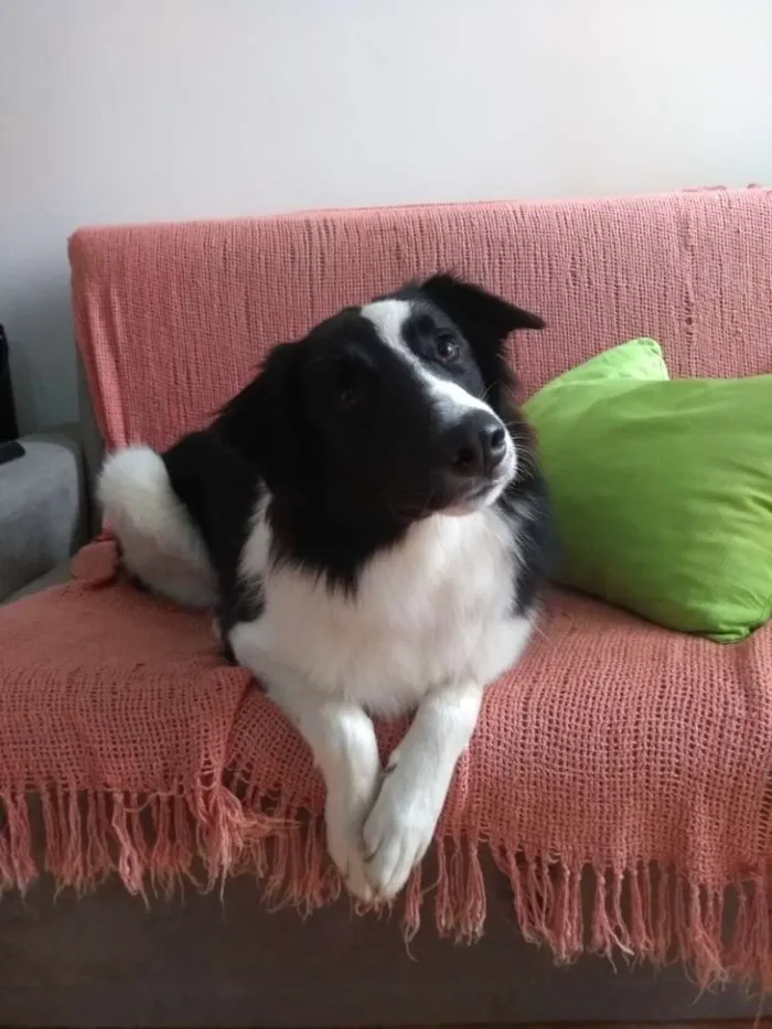Cachorro ra a Border collie idade 1 ano nome Eagle