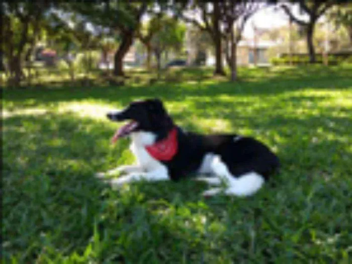 Cachorro ra a Border collie idade 1 ano nome Eagle
