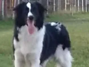 Cachorro ra a Border collie idade 1 ano nome Eagle
