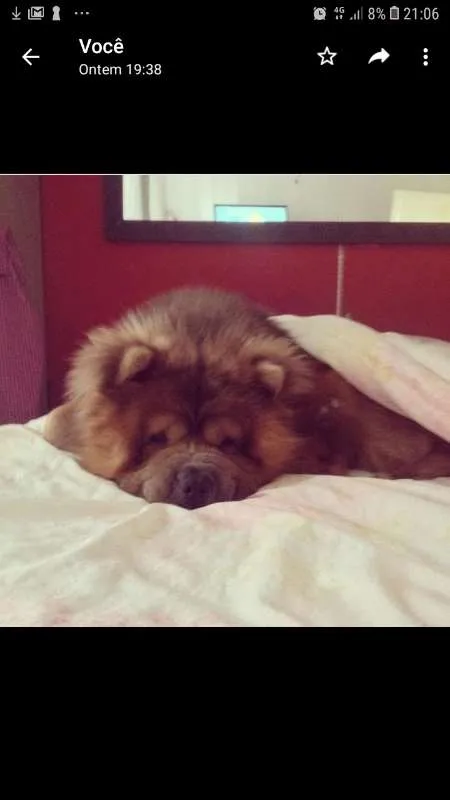Cachorro ra a ChowChow idade 5 anos nome Sagate