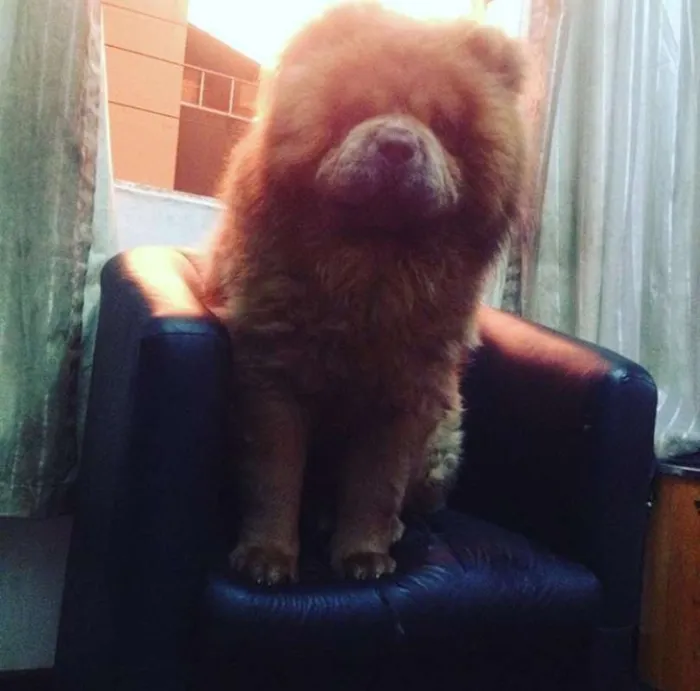 Cachorro ra a ChowChow idade 5 anos nome Sagate