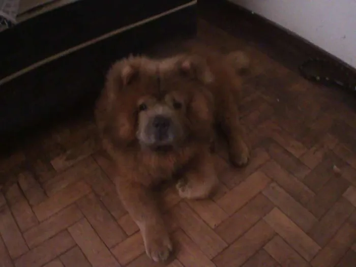 Cachorro ra a ChowChow idade 5 anos nome Sagate