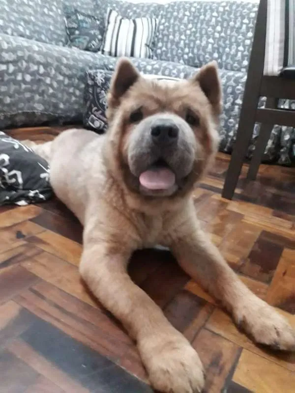 Cachorro ra a ChowChow idade 5 anos nome Sagate