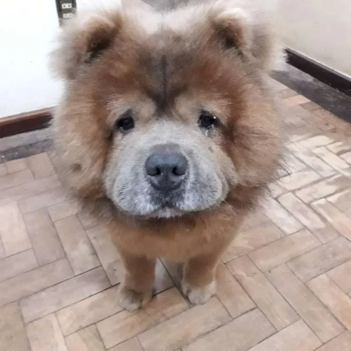 Cachorro ra a ChowChow idade 5 anos nome Sagate