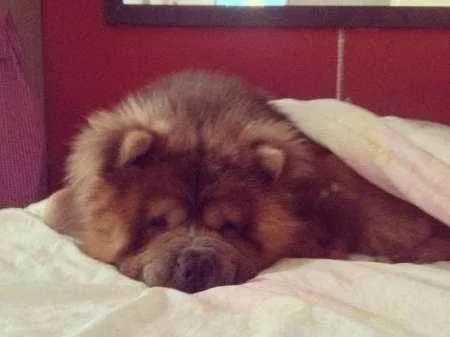 Cachorro ra a ChowChow idade 5 anos nome Sagate