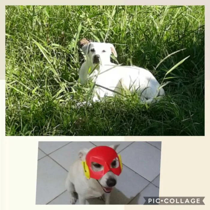 Cachorro raça Viralata idade 4 anos nome Marley