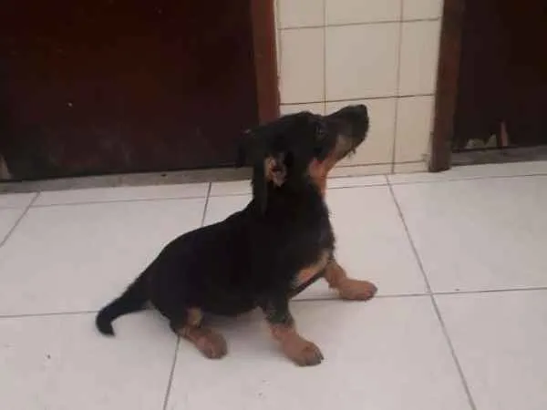 Cachorro ra a SRD idade 2 a 6 meses nome Sem nome