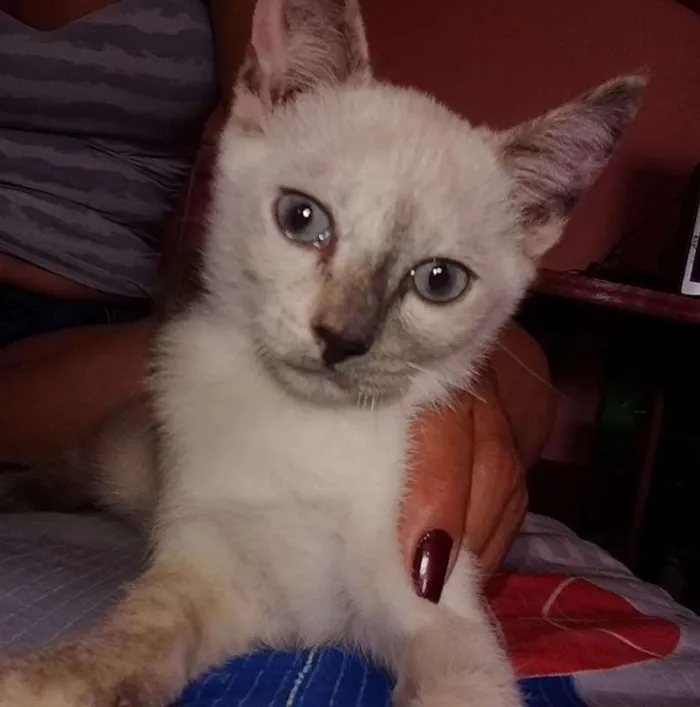 Gato ra a srd idade 2 a 6 meses nome Lola