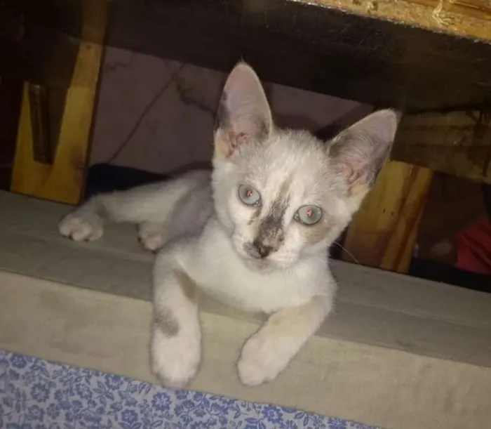 Gato ra a srd idade 2 a 6 meses nome Mini