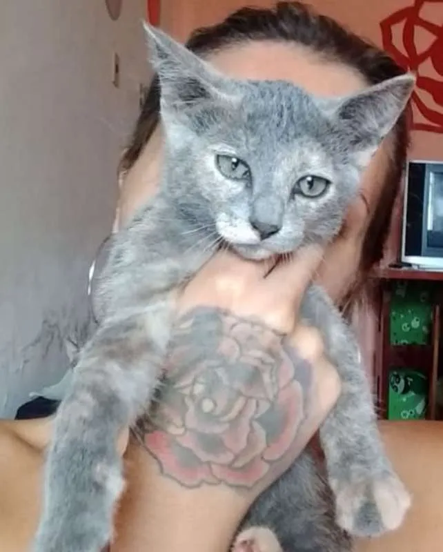 Gato ra a srd idade 2 a 6 meses nome Grace
