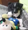 Cachorro raça SRD idade 2 a 6 meses nome VITOR