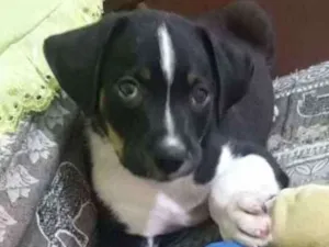Cachorro raça SRD idade 2 a 6 meses nome VITOR