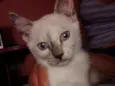 Lola