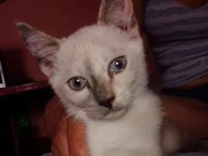 Gato raça srd idade 2 a 6 meses nome Lola