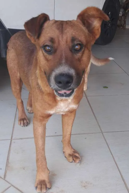 Cachorro ra a SRD idade 2 anos nome Grandão