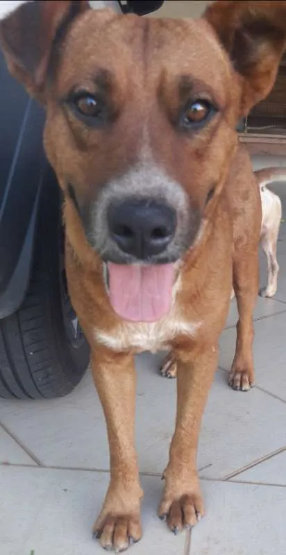 Cachorro ra a SRD idade 2 anos nome Grandão