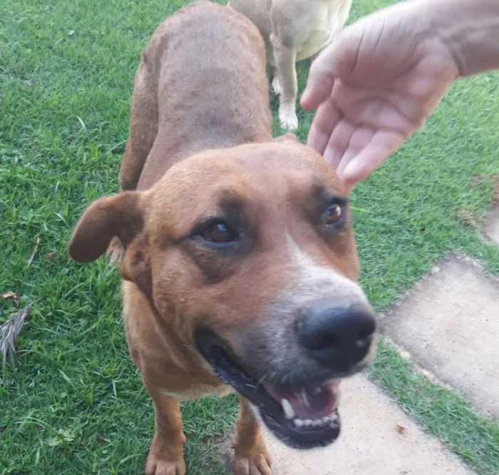 Cachorro ra a SRD idade 2 anos nome Grandão