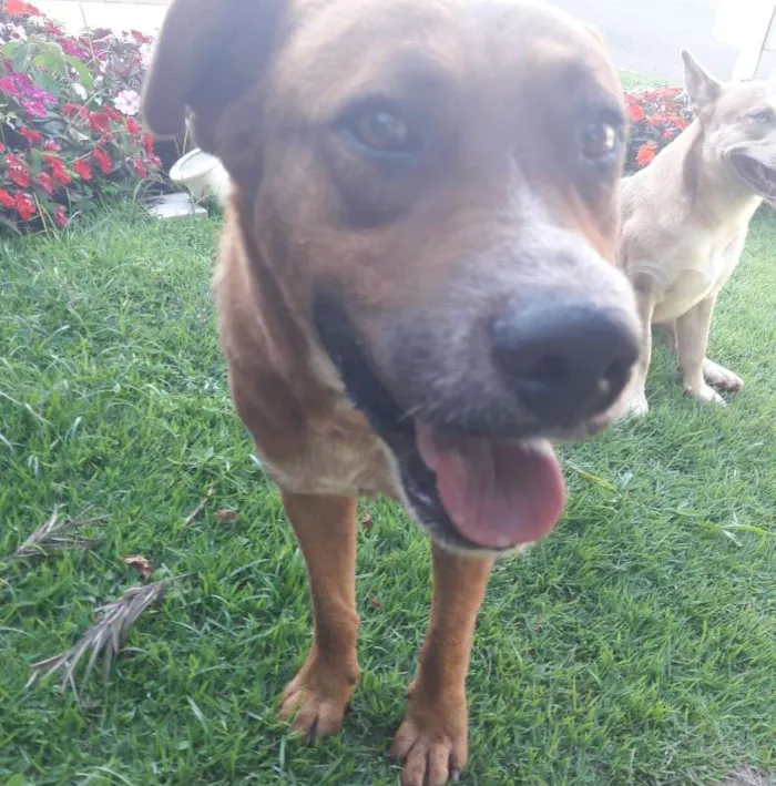 Cachorro ra a SRD idade 2 anos nome Grandão