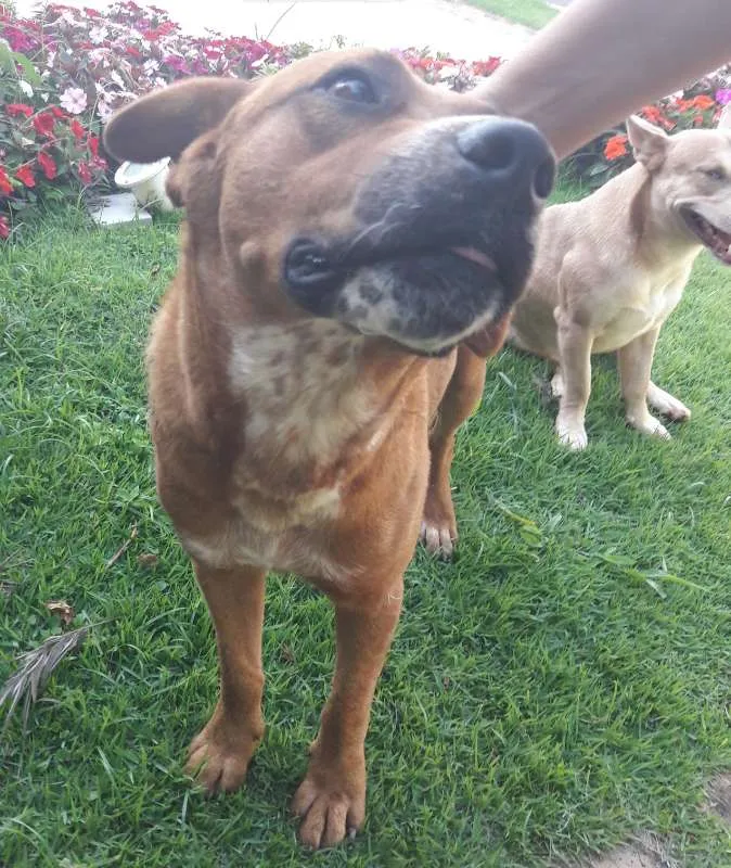 Cachorro ra a SRD idade 2 anos nome Grandão