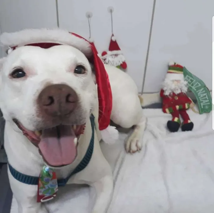 Cachorro ra a Pitbull idade 5 anos nome Apolo