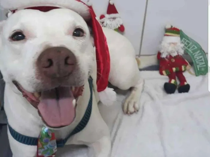 Cachorro ra a Pitbull idade 5 anos nome Apolo