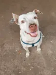 Apolo